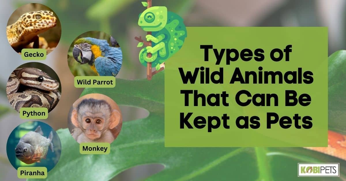 Types of Wild Animals That Can Be Kept as Pets