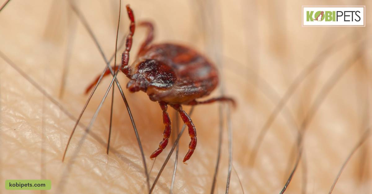 Understanding Ticks and Their Impact on Dogs