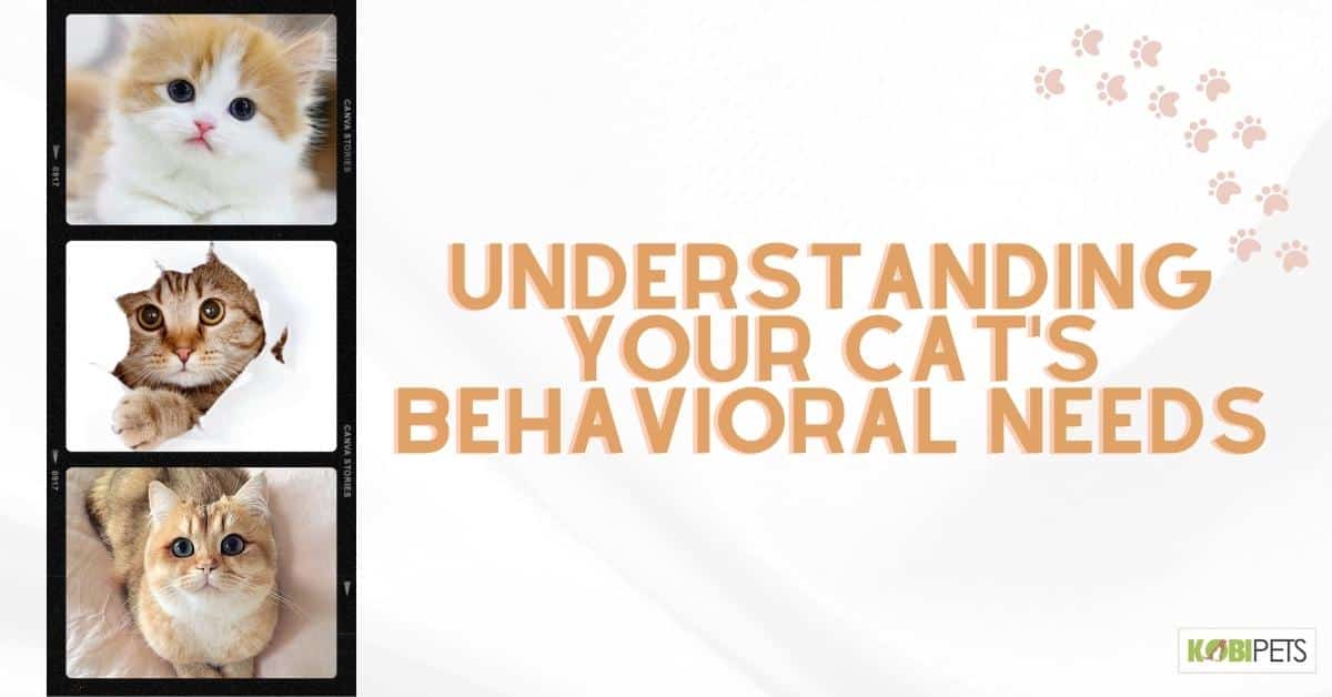 Understanding Your Cat's Behavioral Needs