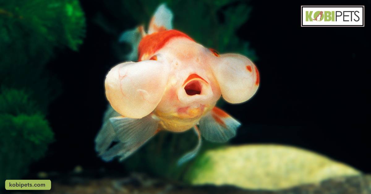 Understanding the Bubble Eye Goldfish