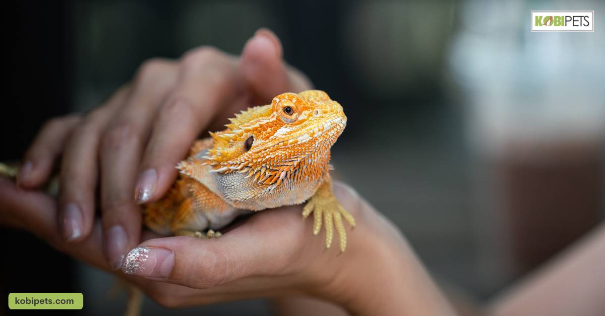 Understanding the Cost of Owning an Exotic Pet