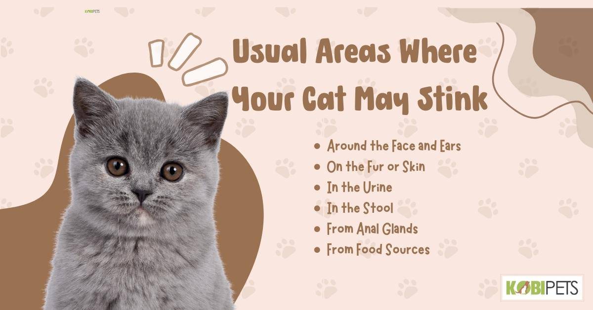 Usual Areas Where Your Cat May Stink