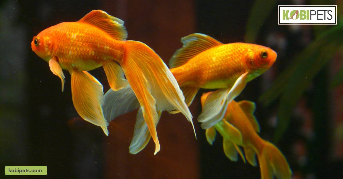 Veiltail goldfish