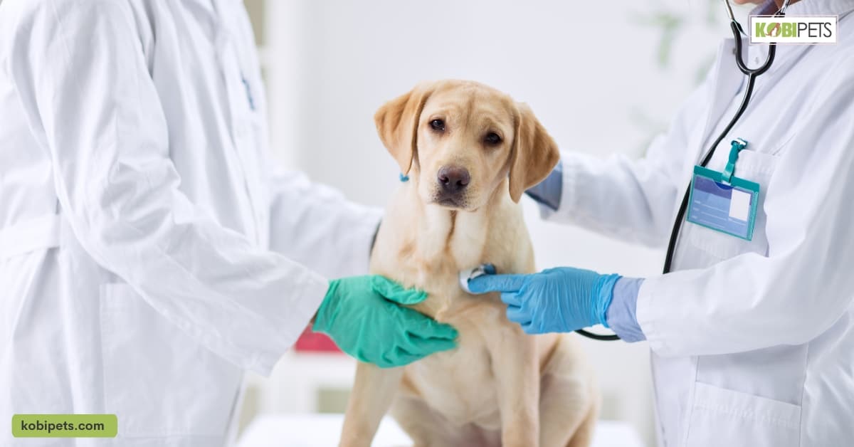 Veterinary Care and Vaccinations for Dogs