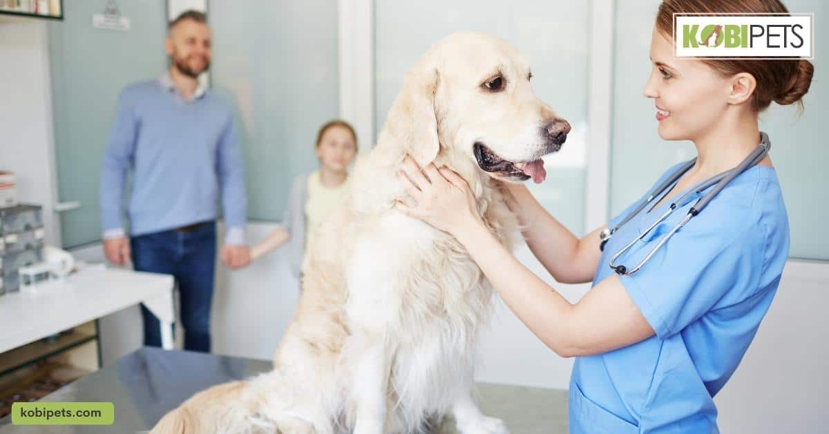 Veterinary Care (check-ups, vaccinations, etc.)