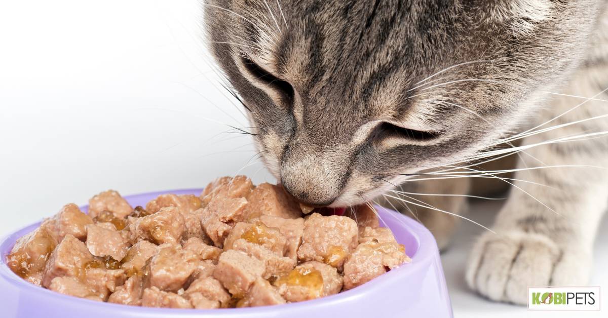Why is it Important to Understand Your Cat's Dietary Needs?