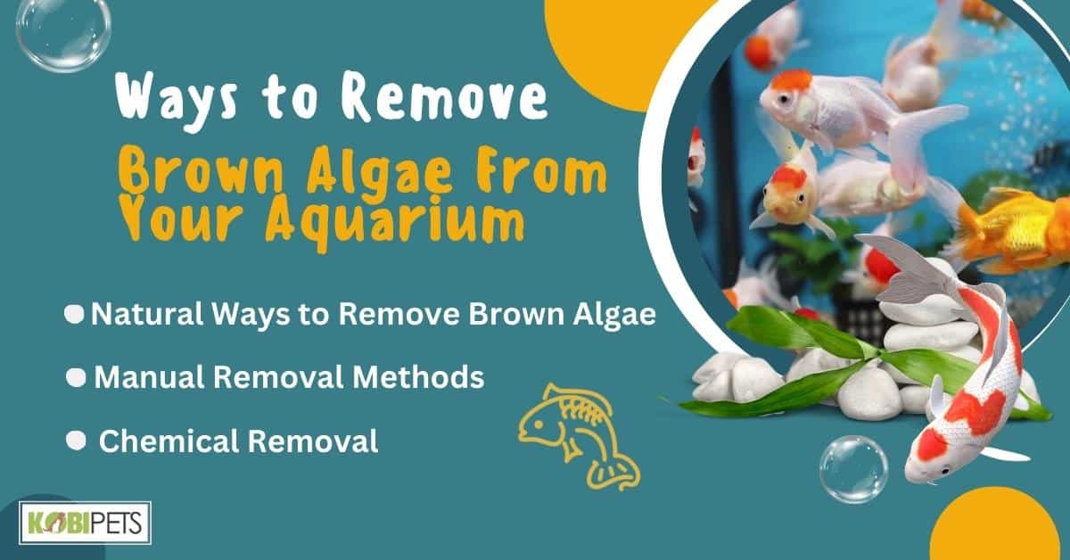 Ways to Remove Brown Algae From Your Aquarium