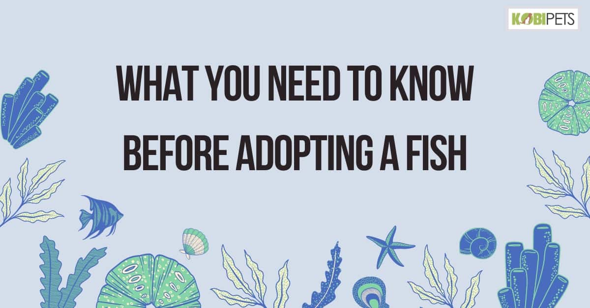 What You Need to Know Before Adopting a Fish1