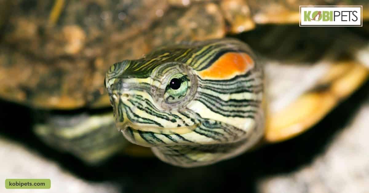 What is a Red-Eared Slider Turtle?