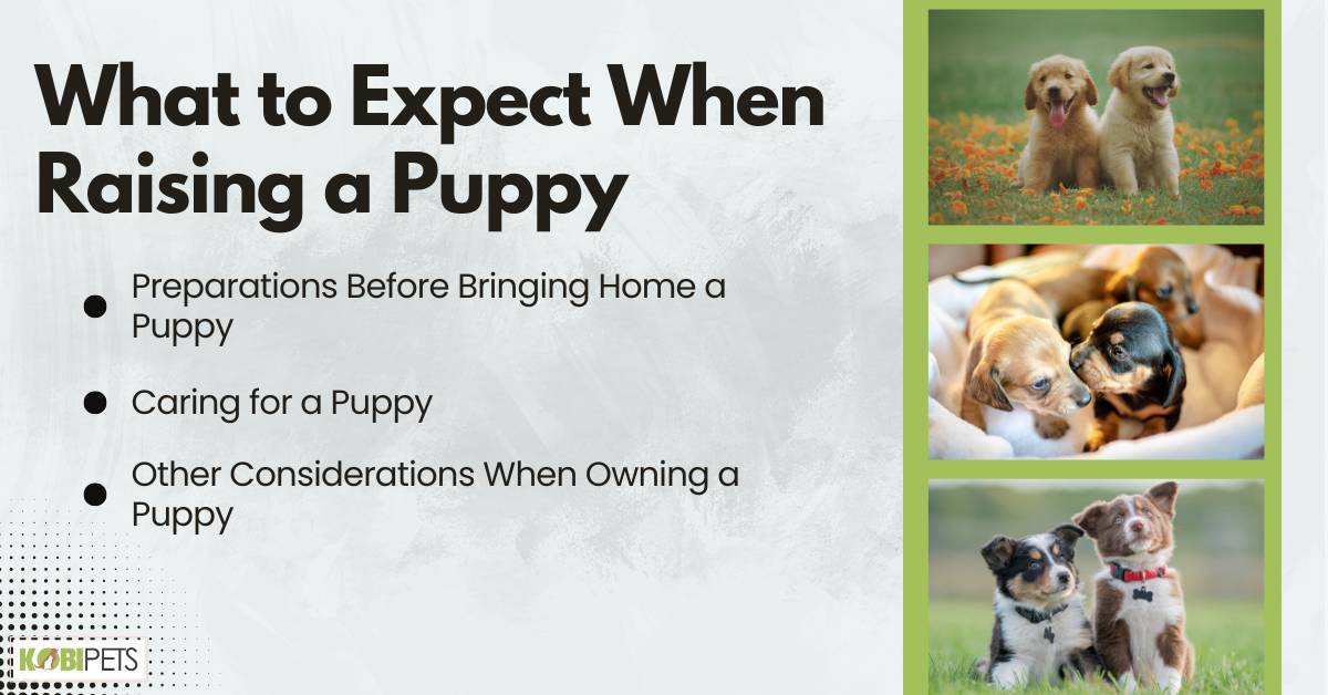 What to Expect When Raising a Puppy