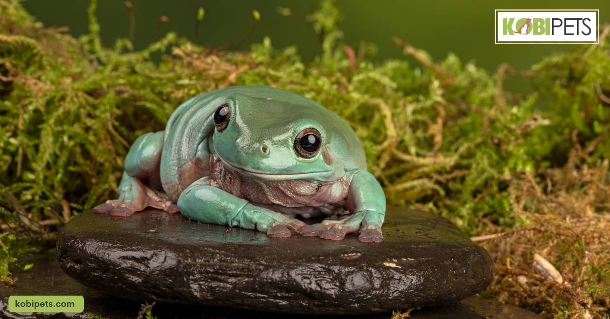 White's Tree Frogs