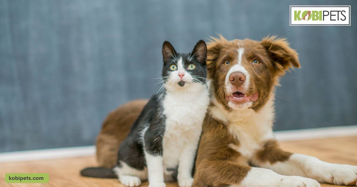 Why Owning a Cat or Dog Can Be Beneficial