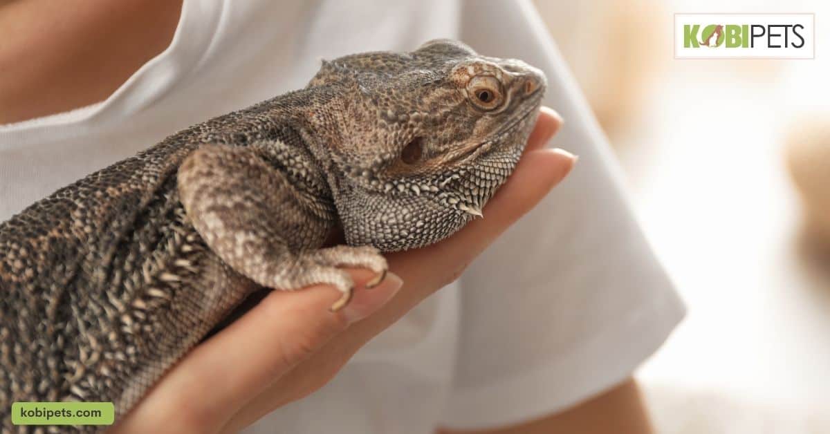 Why People Choose to Own Exotic Pets