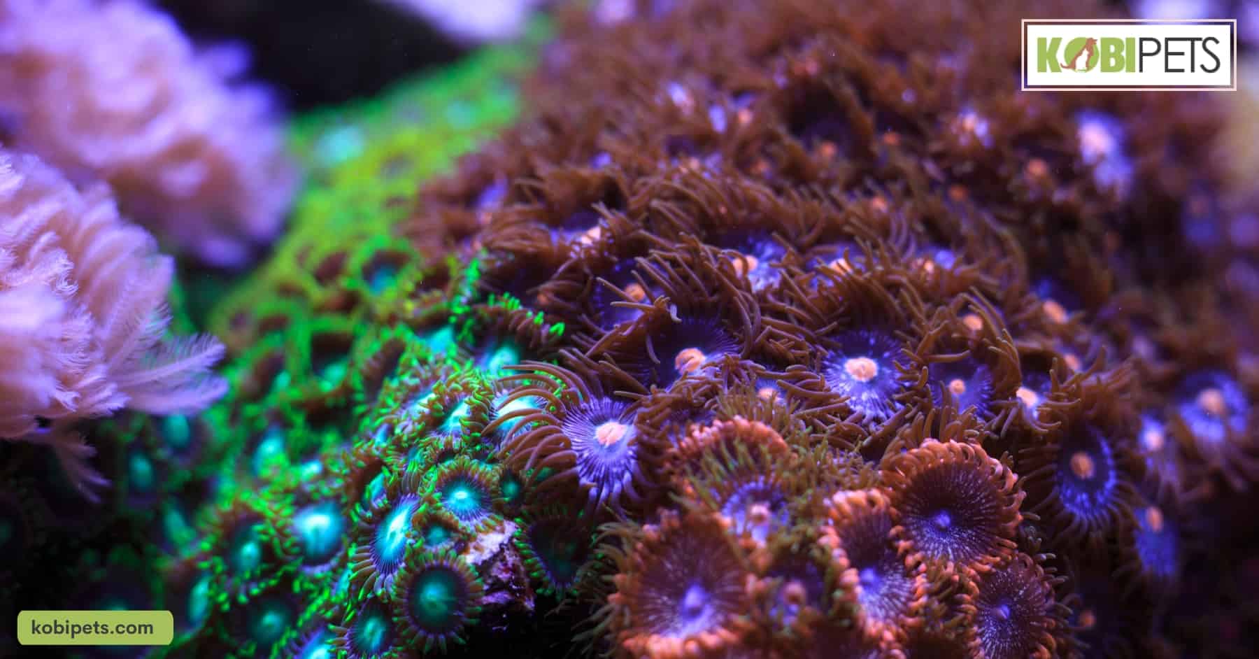 Zoanthids