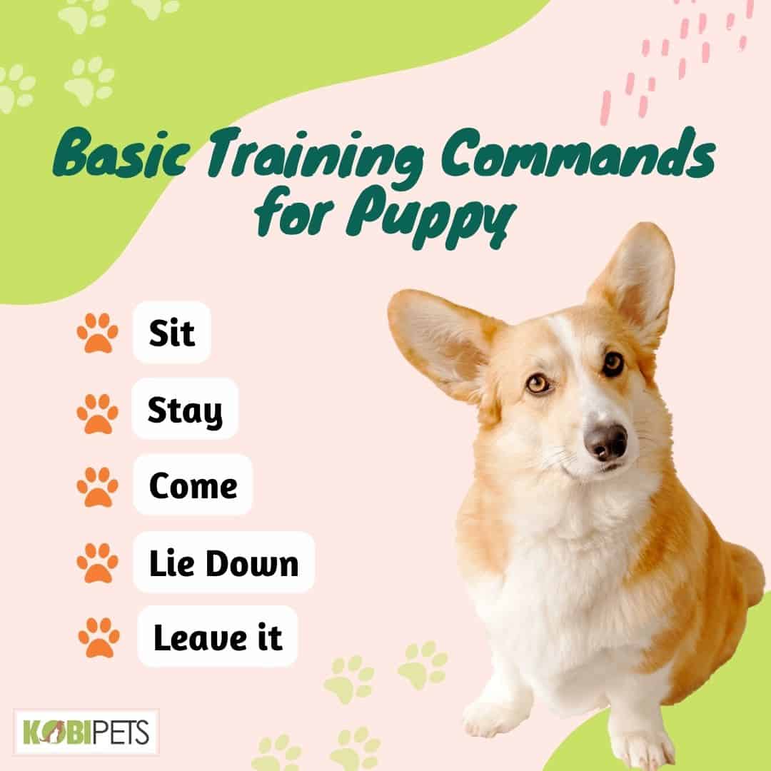 Basic Training Commands for Puppy