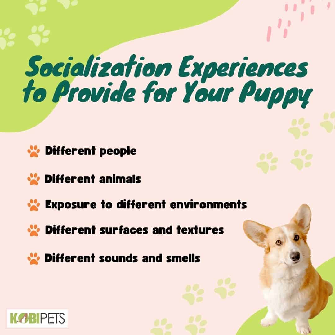 Socialization Experiences to Provide for Your Puppy