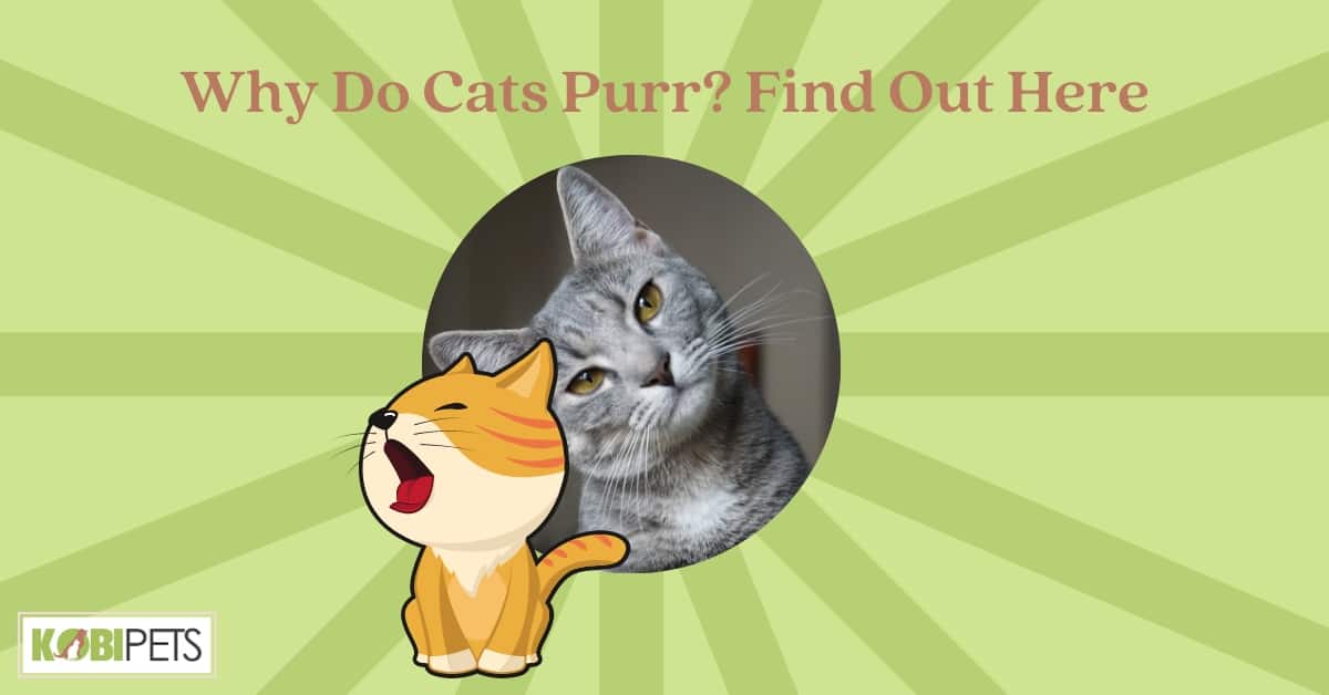 Why Do Cats Purr? Find Out Here