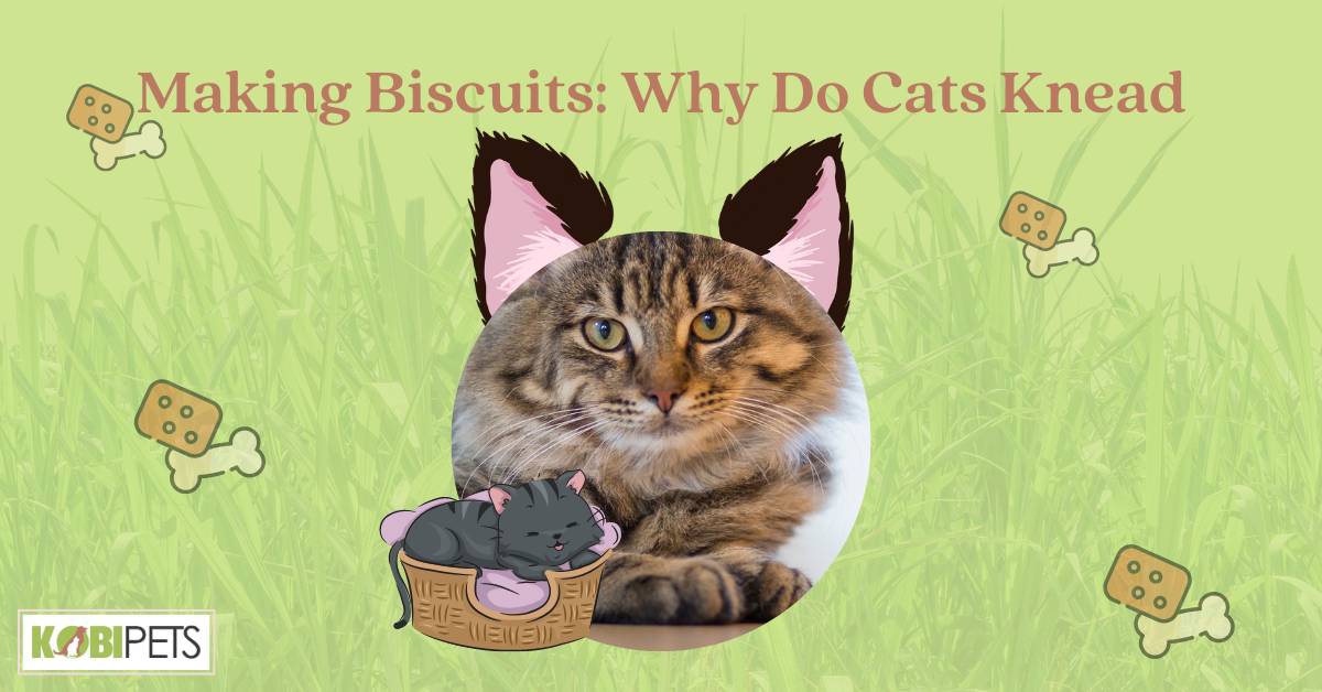 Making Biscuits Why Do Cats Knead