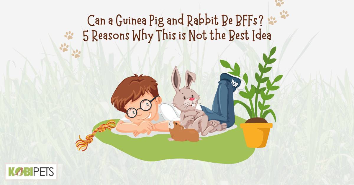 Can a Guinea Pig and Rabbit Be BFFs? 5 Reasons Why This is Not the Best Idea
