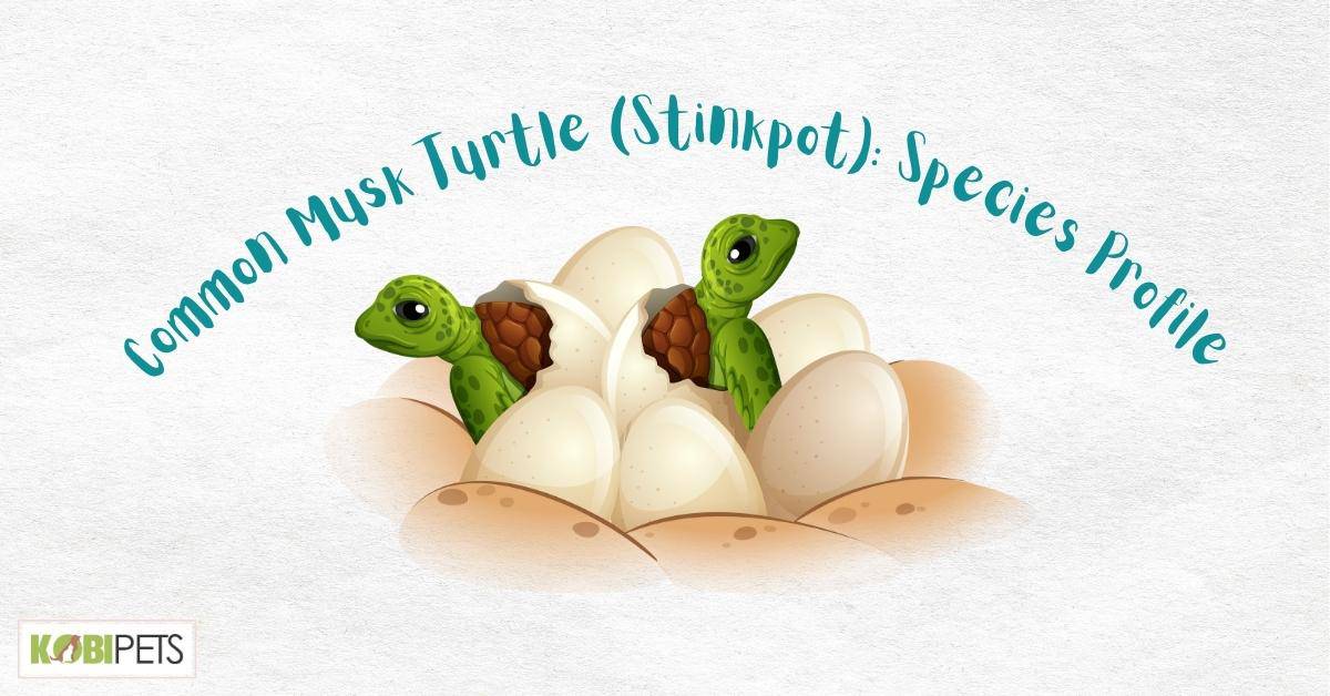 Common Musk Turtle (Stinkpot): Species Profile