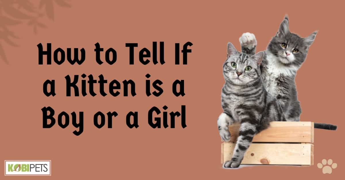 How to Tell If a Kitten is a Boy or a Girl