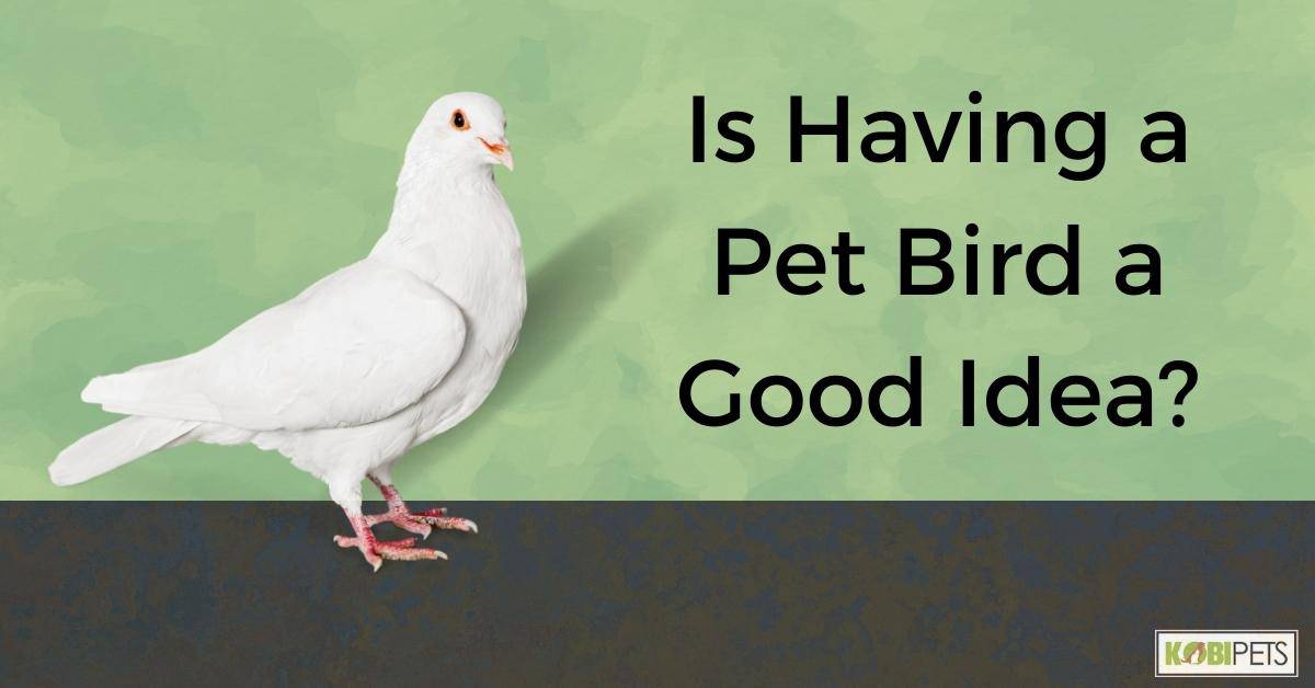 Is Having a Pet Bird a Good Idea?
