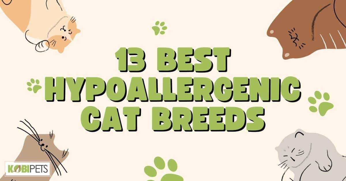 13 Best Hypoallergenic Cat Breeds