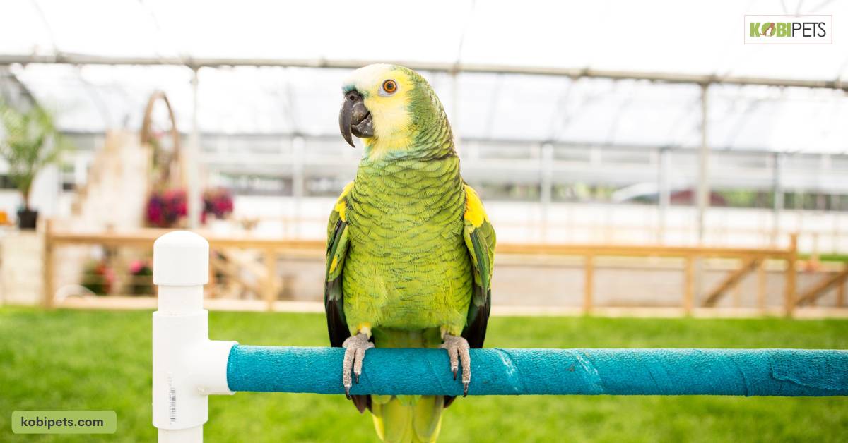 Amazon Parrot