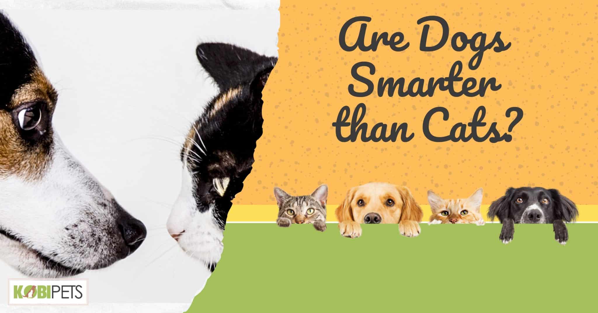Are Dogs Smarter than Cats? Kobi Pets