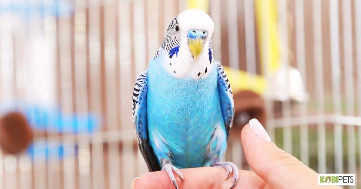 Behavior for Budgies as Pets