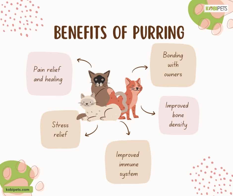 Benefits of Purring