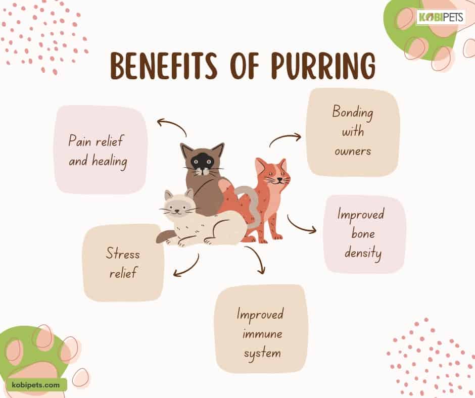Benefits of Purring