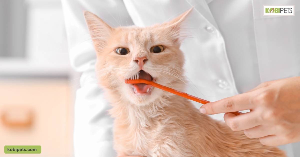Benefits of Brushing Your Cat’s Teeth