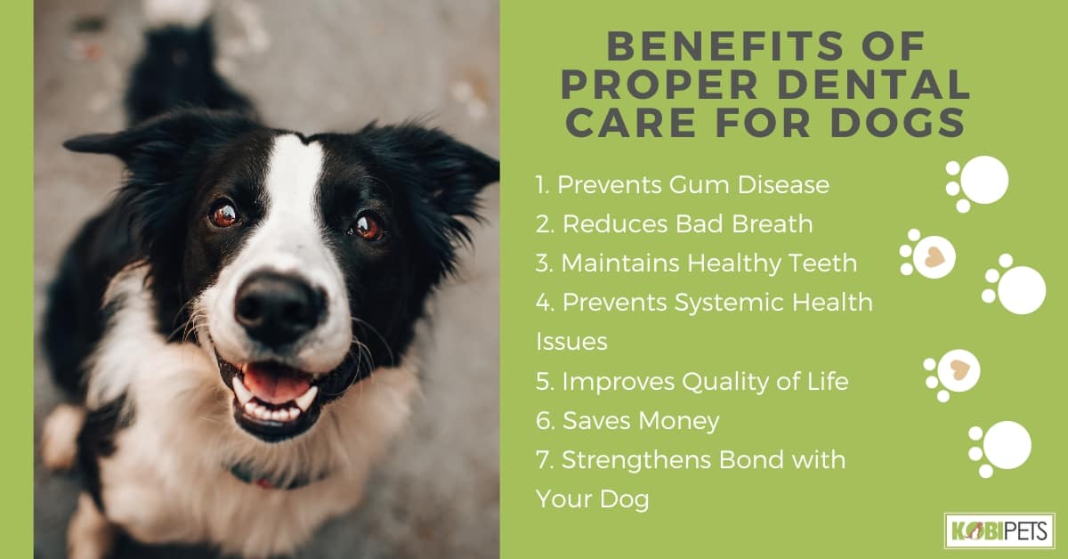 Benefits of Proper Dental Care for Dogs