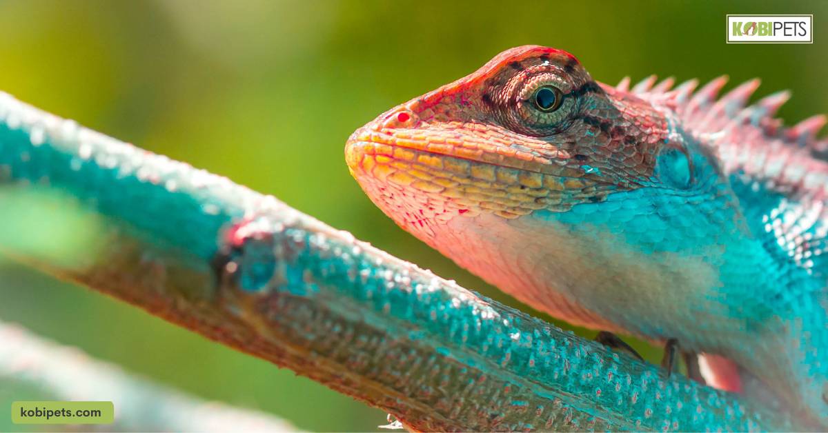 Benefits of UV Light for Exotic Pets