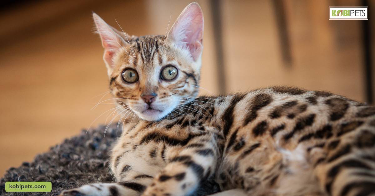 Bengal Cats