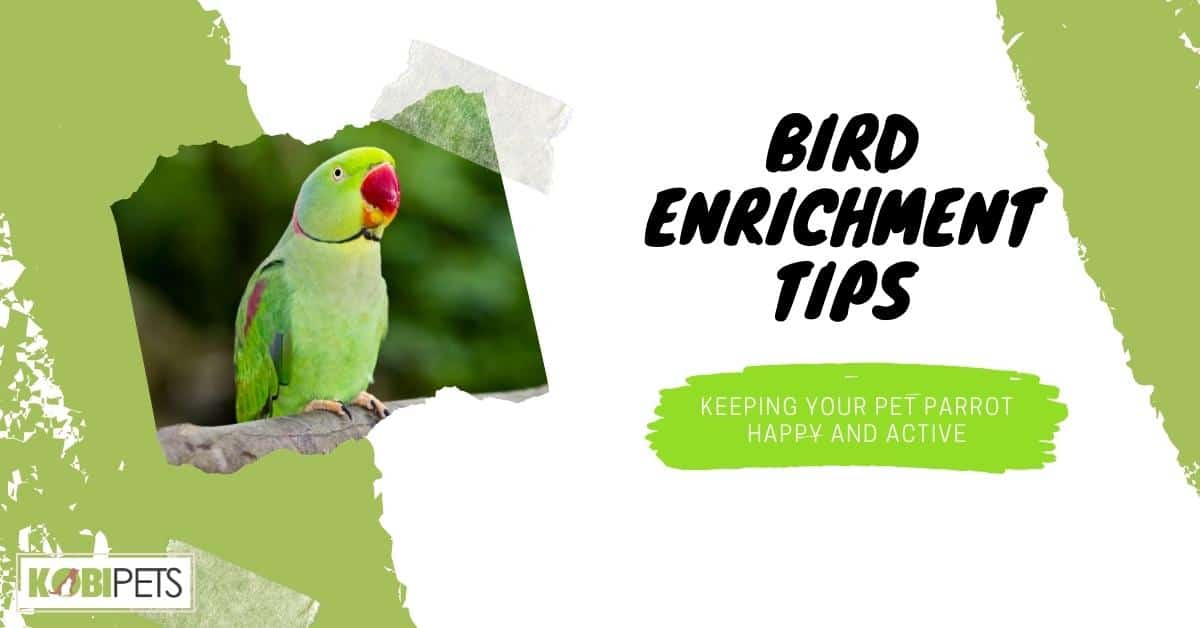Bird Enrichment Tips: Keeping Your Pet Parrot Happy and Active