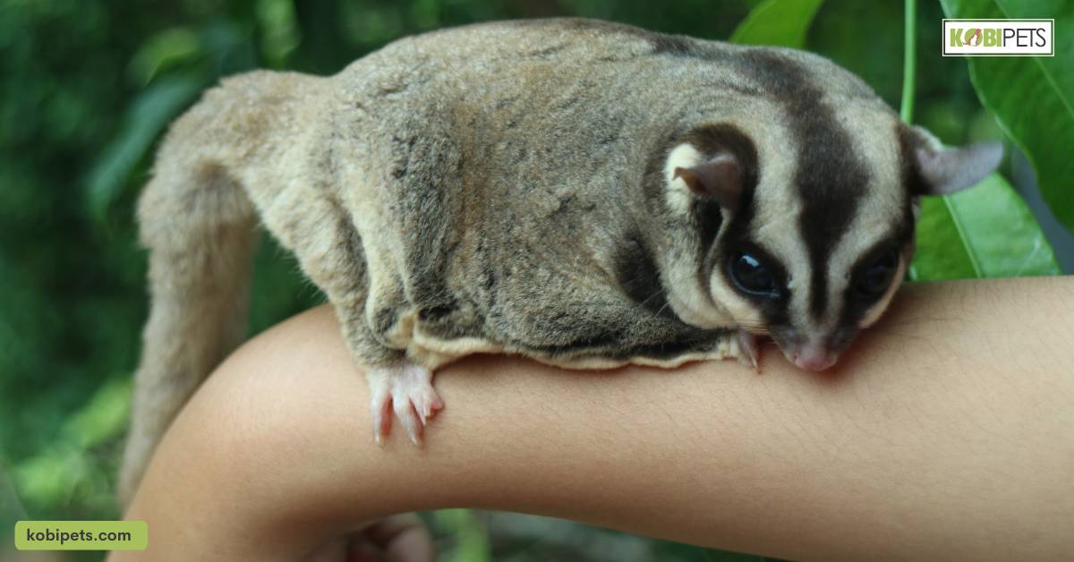 Biting and Aggression in Sugar Gliders