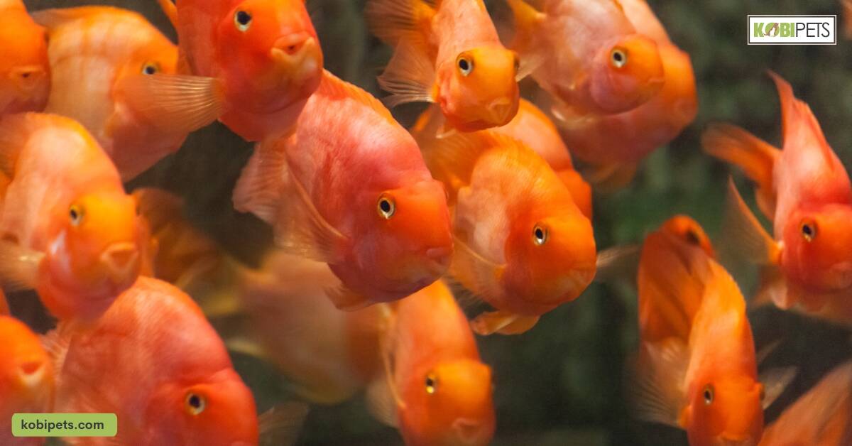 Breeding and Reproduction of Blood Parrot Cichlid Fish