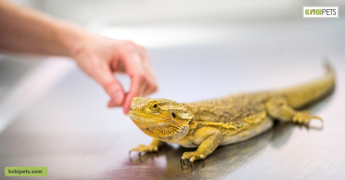 Breeding and Reproduction of Lizards