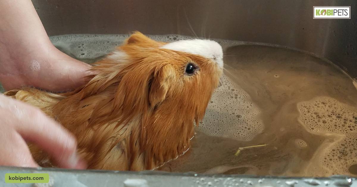 Brushing and Bathing