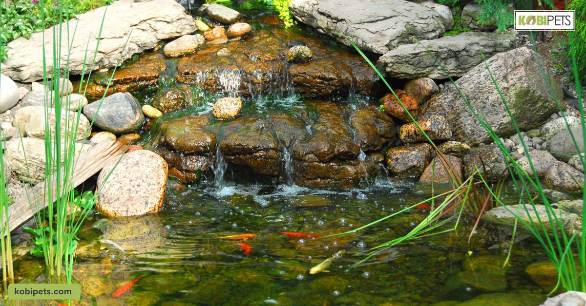 Building an Outdoor Pond for Aquatic Turtles