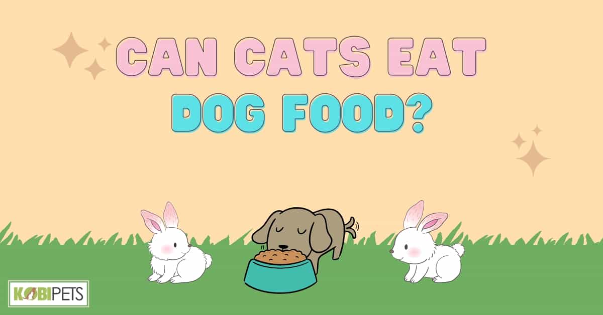 Can Cats Eat Dog Food