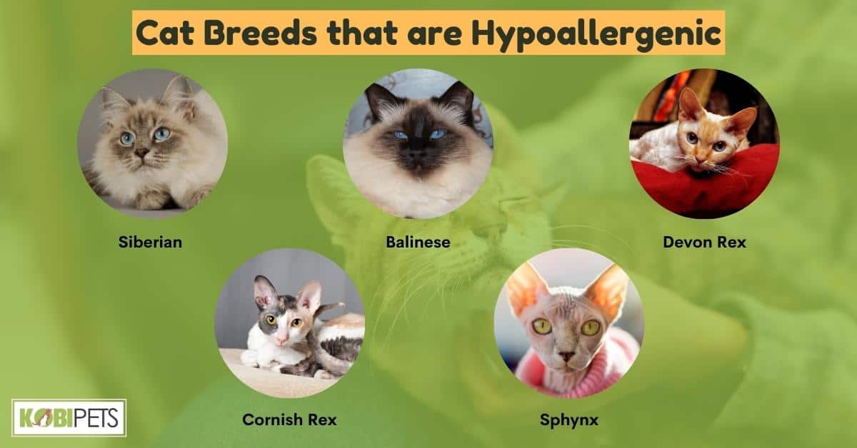 Cat Breeds that are Hypoallergenic