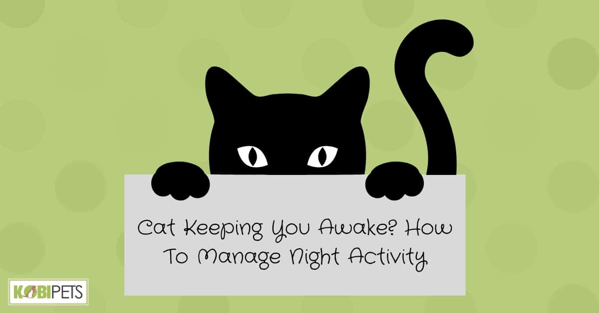 Cat Keeping You Awake_ How To Manage Night Activity
