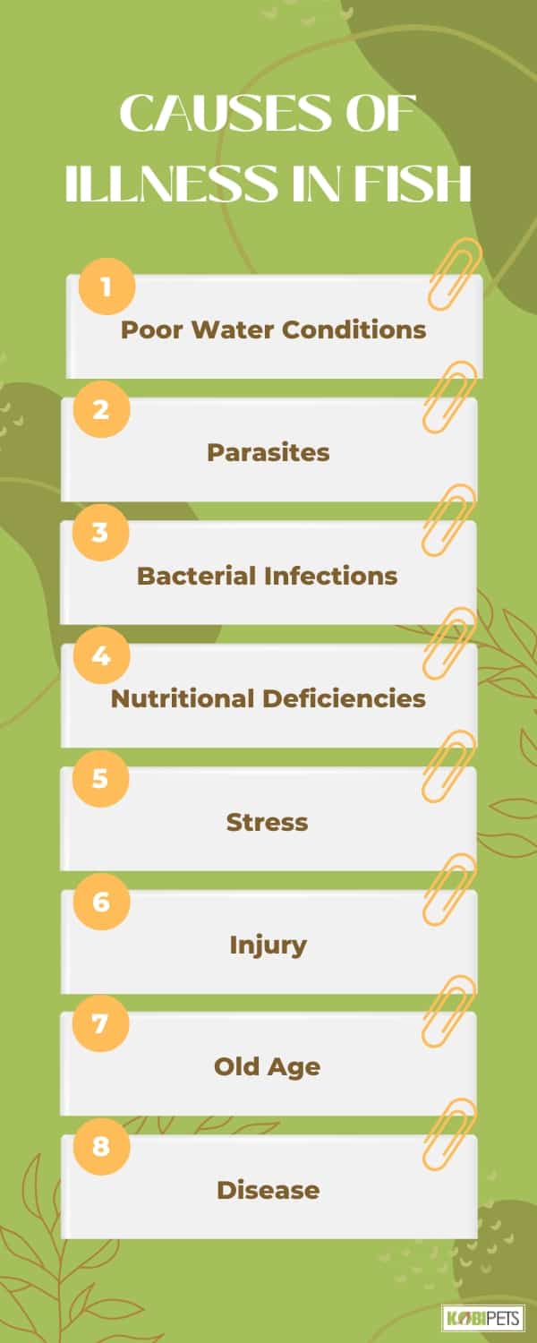 Causes of Illness in Fish
