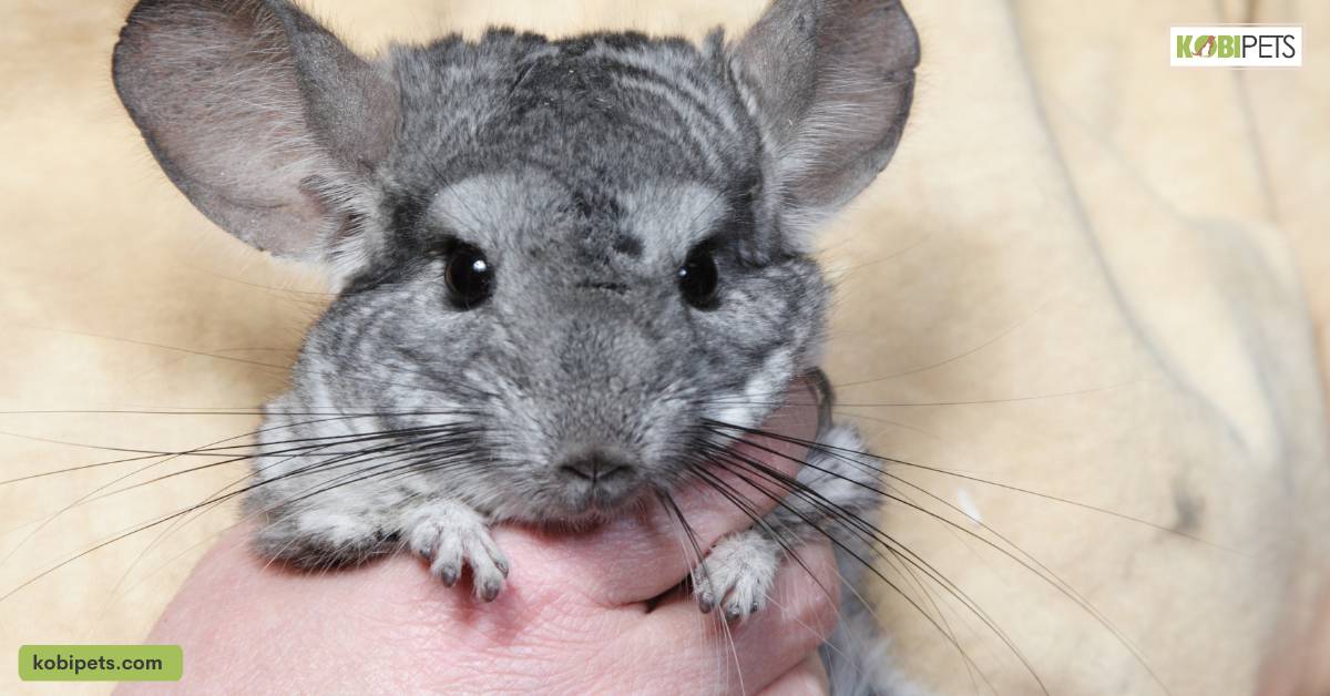 Choosing the Right Chinchilla