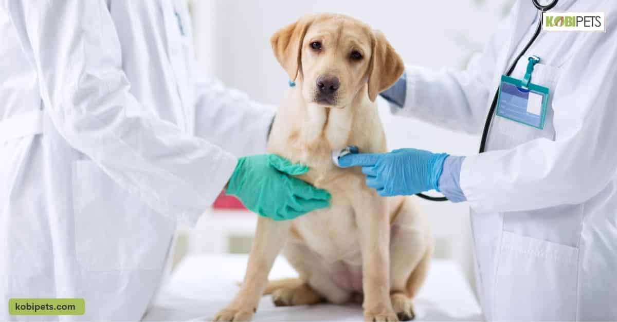 Why is it Important to Test Your Dog for Diabetes?