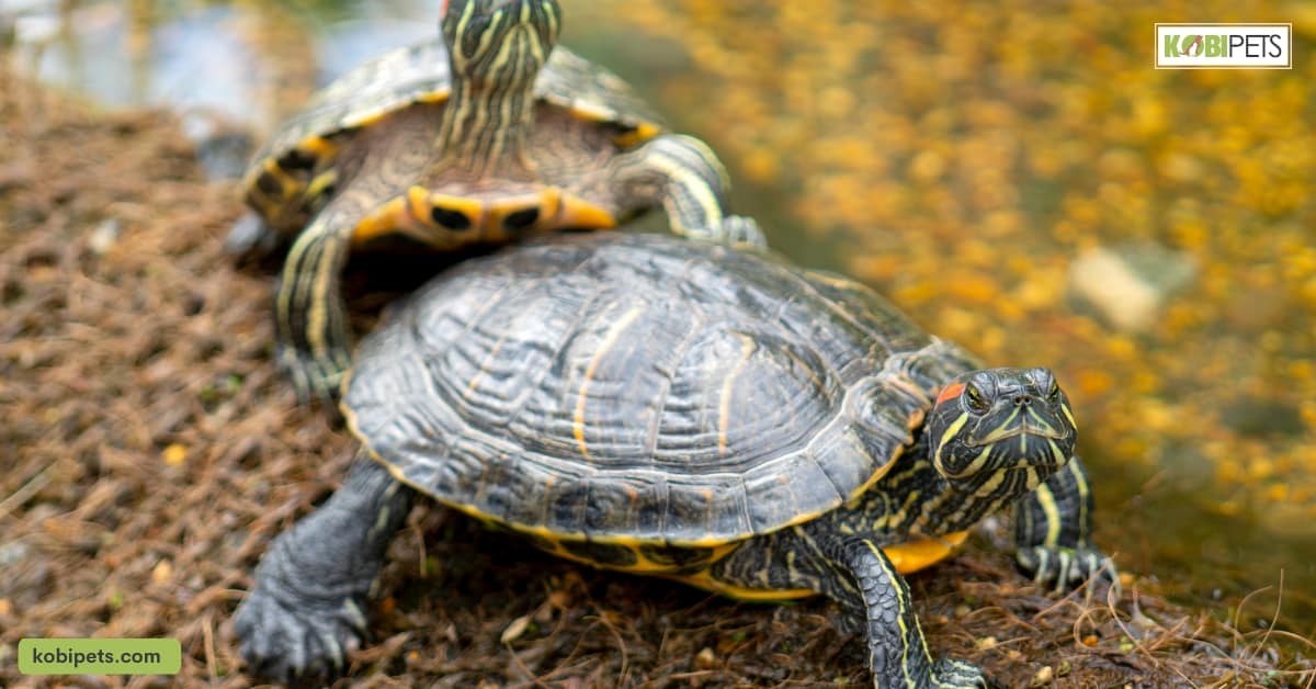 Common Health Issues in Pet Aquatic Turtles and How to Prevent Them