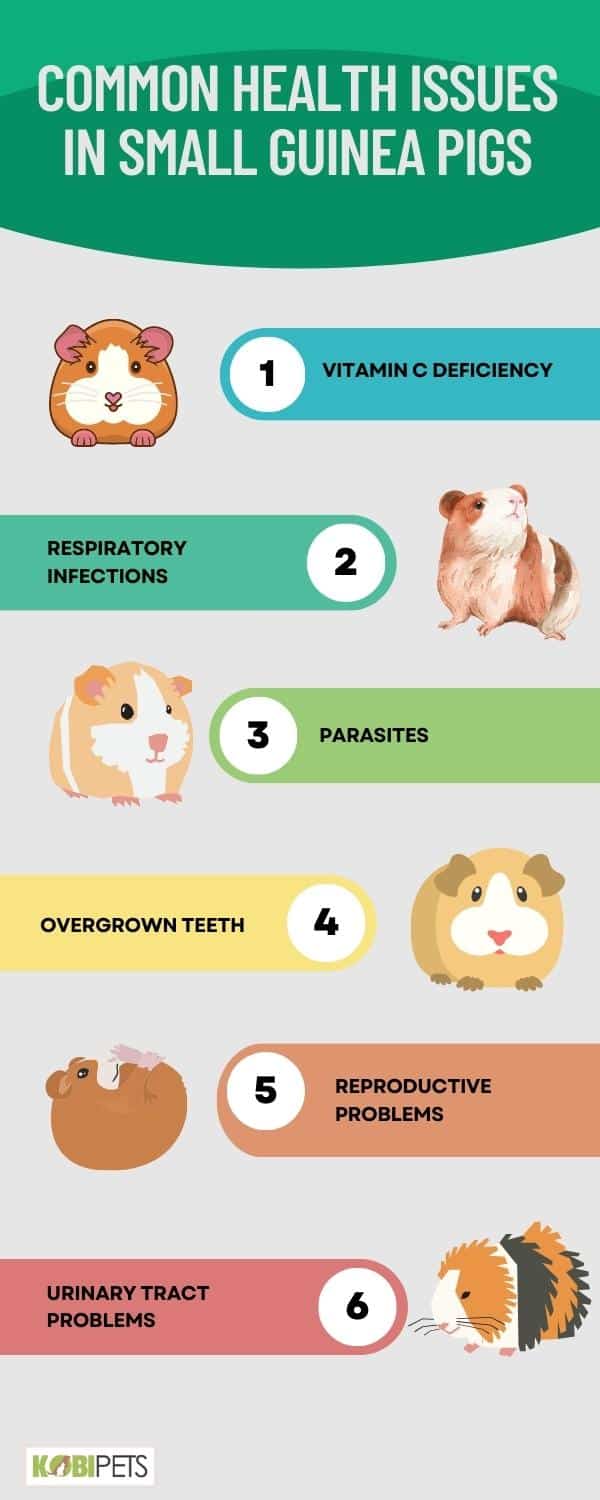 Common Health Issues in Small Guinea Pigs